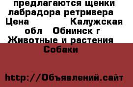    предлагаются щенки лабрадора-ретривера › Цена ­ 15 000 - Калужская обл., Обнинск г. Животные и растения » Собаки   